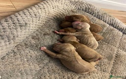 Mixed Breed dogs for sale: Ziggy pedigree cockapoo 7wkse - Image 4