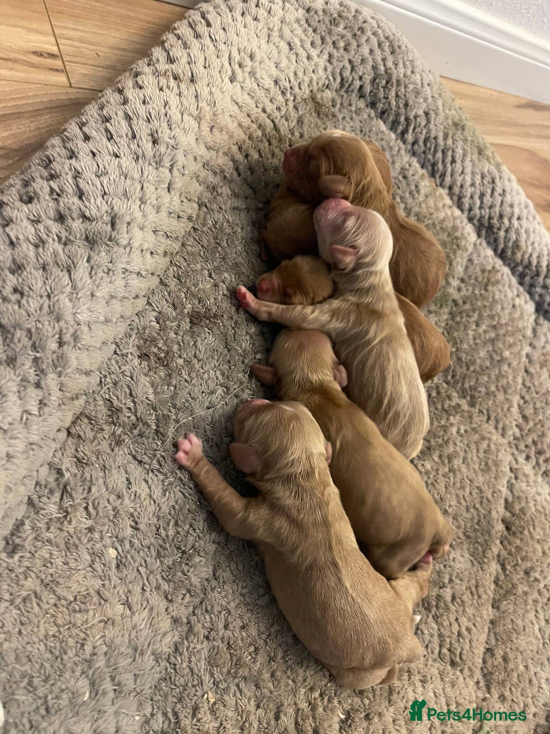 Mixed Breed dogs for sale: Ziggy pedigree cockapoo 7wkse - Image 4
