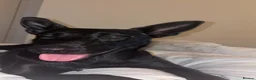 Belgian Shepherd Dog dogs for sale: ALL BLACK BELGIUM MALI in Bilston - Advert 4