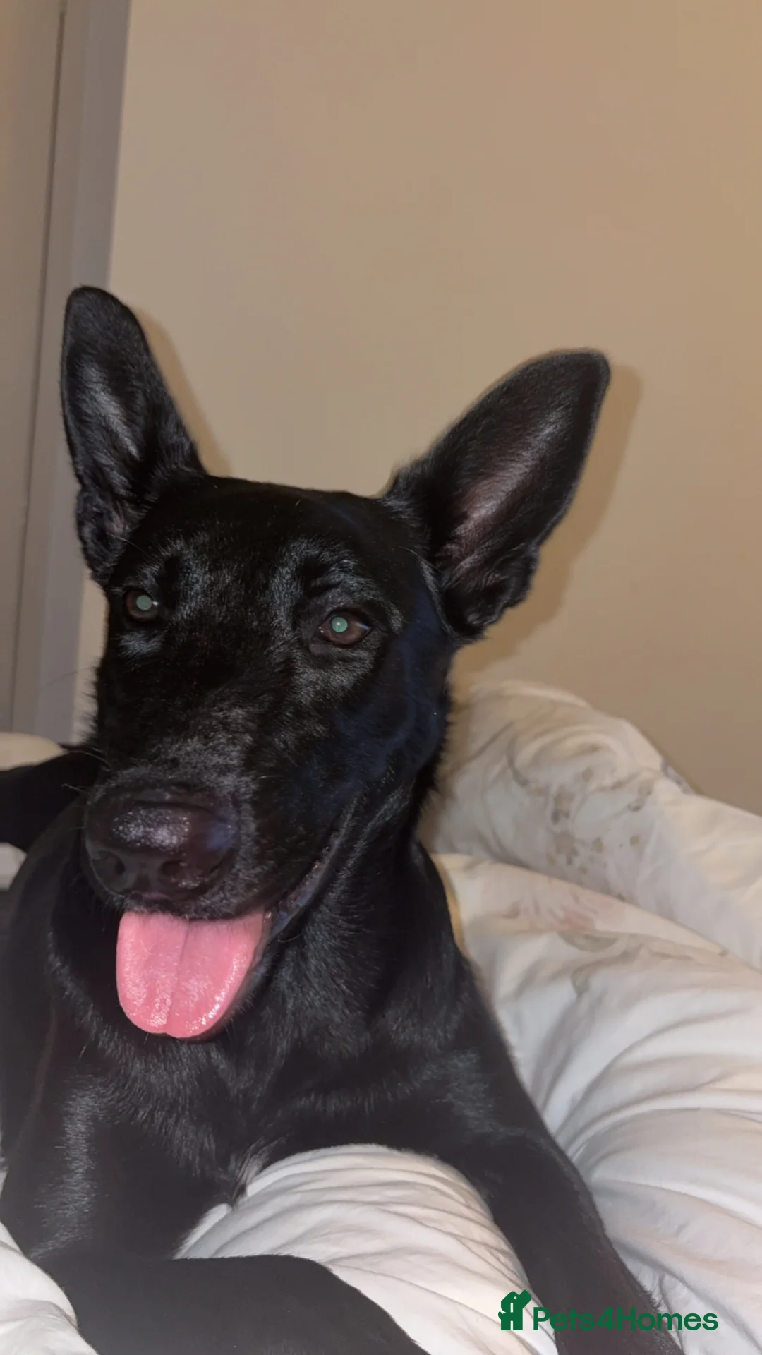 Belgian Shepherd Dog dogs for sale: ALL BLACK BELGIUM MALI in Bilston - Advert 4