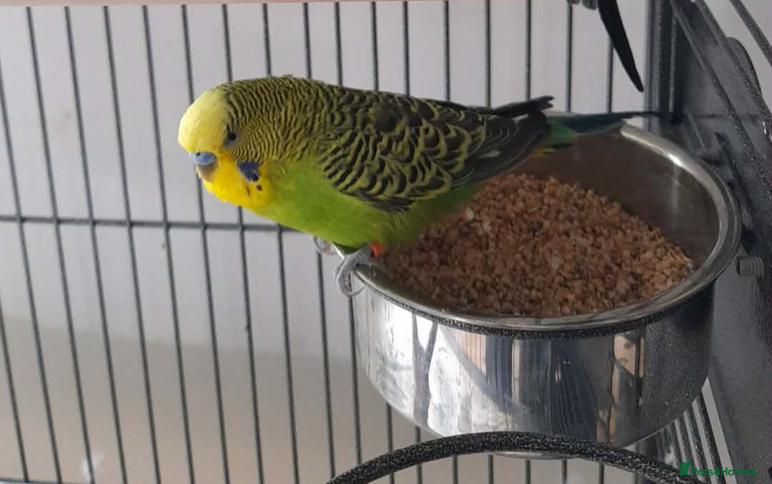 Budgerigars birds Pair of budgies male and female - Advert 3