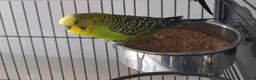 Budgerigars birds for sale: Pair of budgies male and female in Brough - Advert 1
