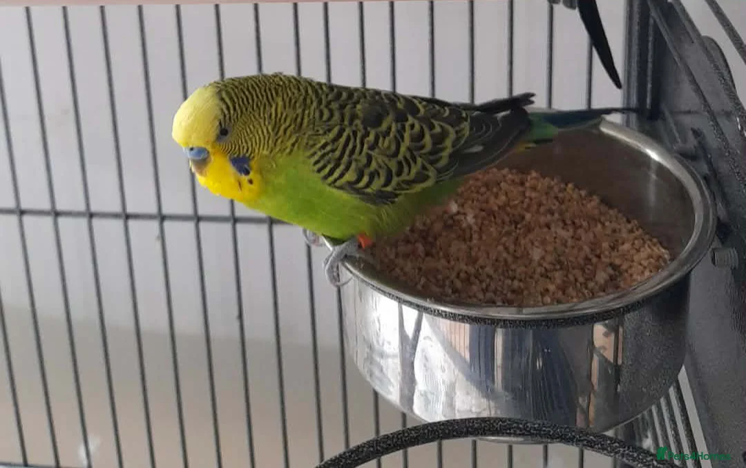 Budgerigars birds for sale: Pair of budgies male and female in Brough - Advert 1