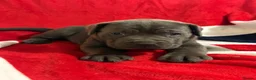Cane Corso dogs for sale: BEAUTIFUL CANE CORSO PUPPIES – ICCF REGISTERED 🐾 - Advert 5