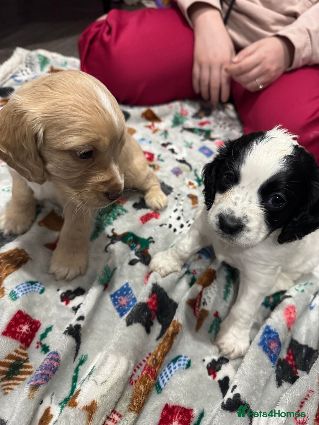 Cockapoo dogs for sale: Gorgeous F1B Cockapoo Puppies ready  **  eve - Advert 5