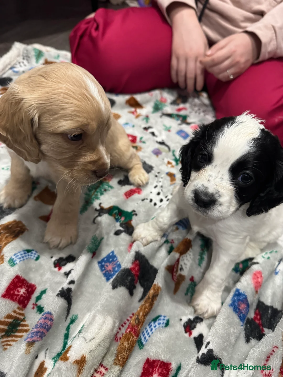 Cockapoo dogs for sale: Gorgeous F1B Cockapoo Puppies. Only One Puppy Left - Advert 5