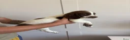 English Springer Spaniel dogs for sale: WORKING PURE SPRINGER SPANIEL PUPPIES  - Advert 2