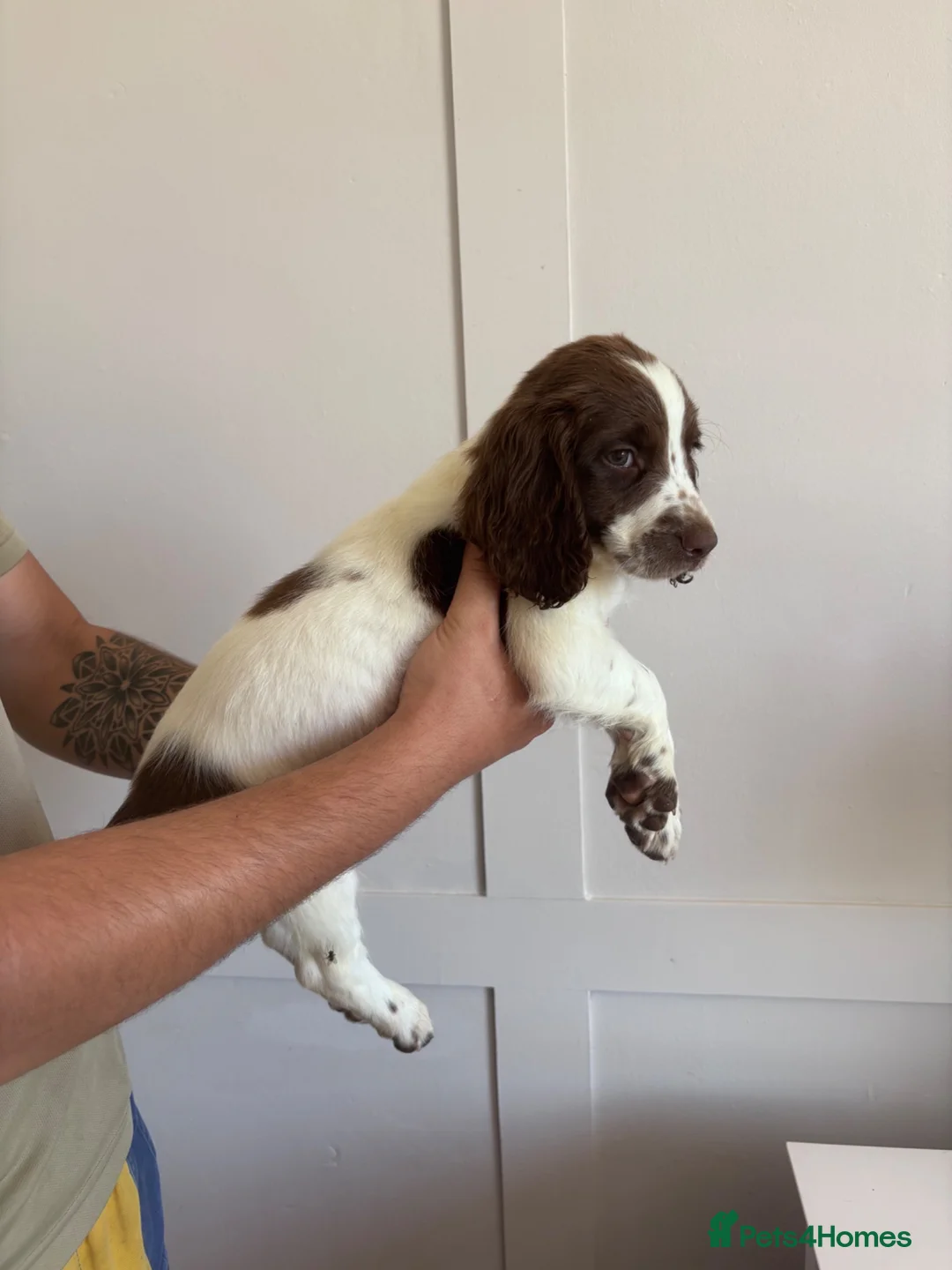 English Springer Spaniel dogs for sale: WORKING PURE SPRINGER SPANIEL PUPPIES  - Advert 2