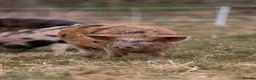 Pig livestock for sale: 6 - Kune Kune Pigs  - Advert 3
