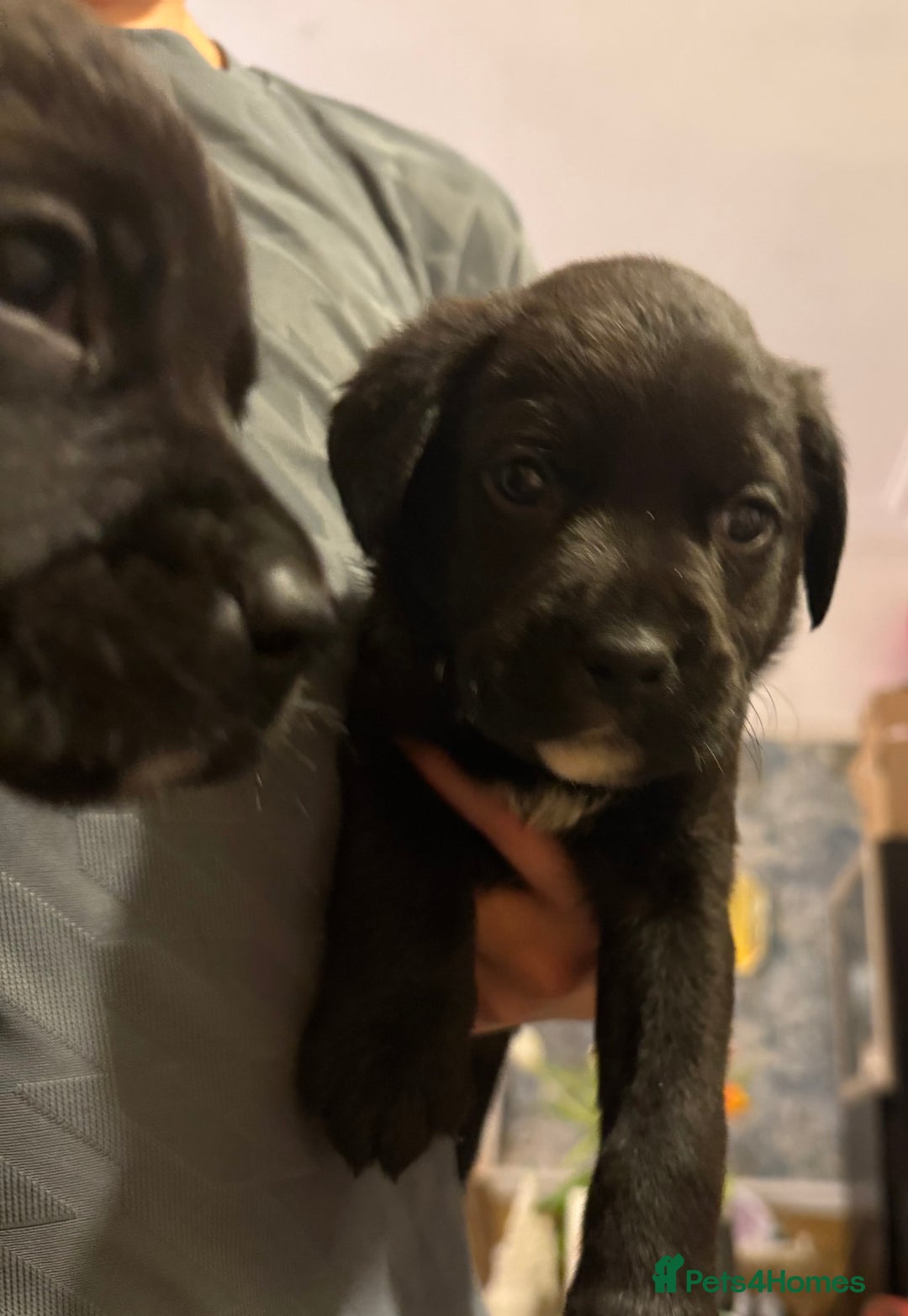 Labrador Retriever dogs for sale: Labrador X Boxerdore puppies  - Advert 17