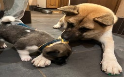 Akita dogs for sale:  Pure Bear-faced American Akita puppies - Image 18