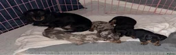 Miniature Dachshund dogs for sale: KC miniature dachshund - Advert 4