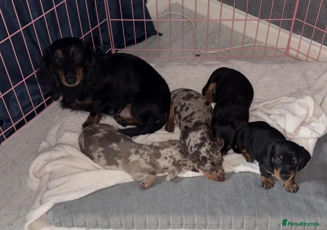 Miniature Dachshund dogs for sale: KC miniature dachshund - Advert 4