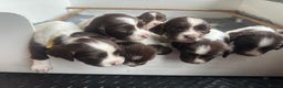 English Springer Spaniel dogs for sale: KC English Springer Spaniel Puppies Working Lines - Advert 2