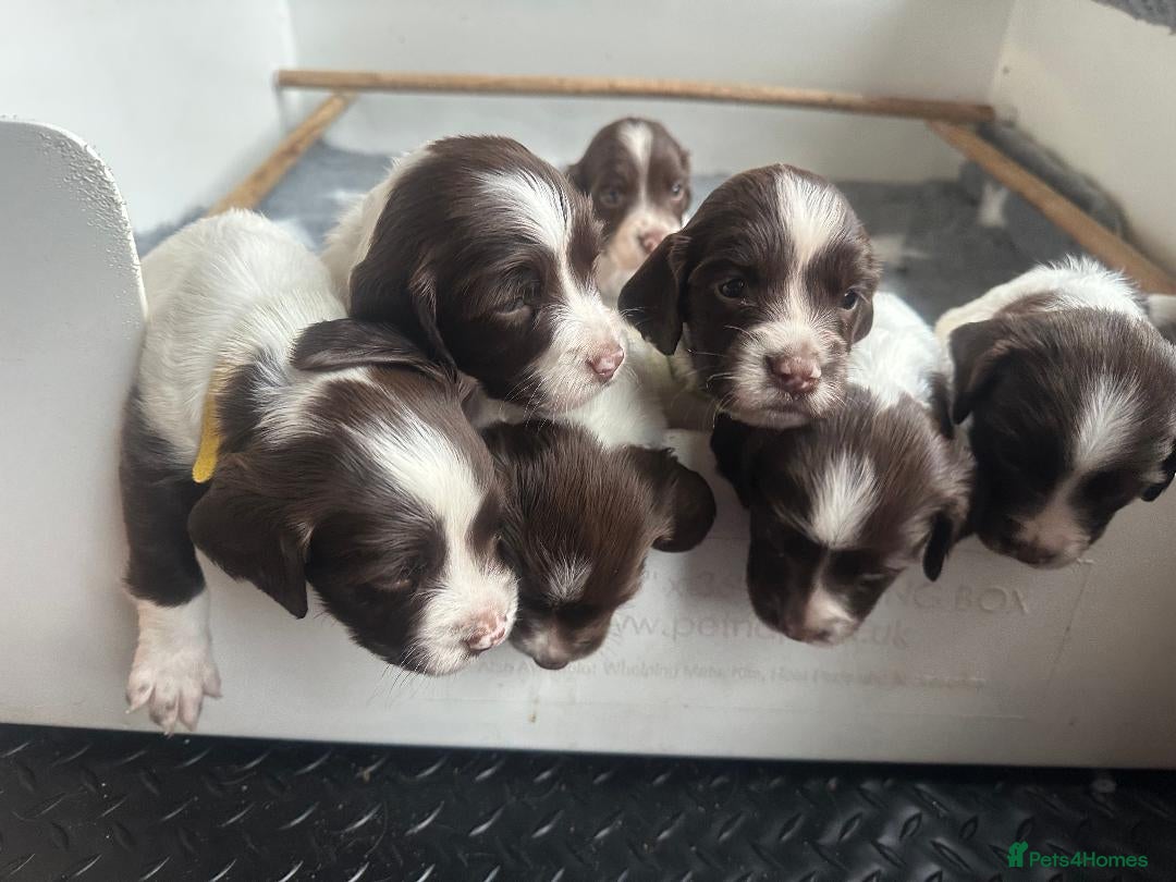 English Springer Spaniel dogs for sale: KC English Springer Spaniel Puppies Working Lines - Advert 2