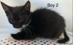 Mixed Breed cats for sale: 💚 3 male  💜 2 female  - Image 9