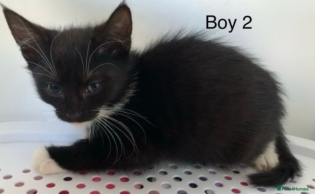 Mixed Breed cats for sale: 💚 3 male  💜 2 female  - Image 9