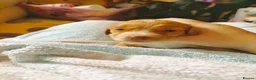 Cockapoo dogs for sale: 5 beautiful cockapoo puppies  - Advert 22