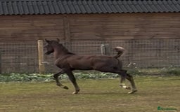 Arabian horse horses for sale: Arabian colt 5 months old  - Image 4