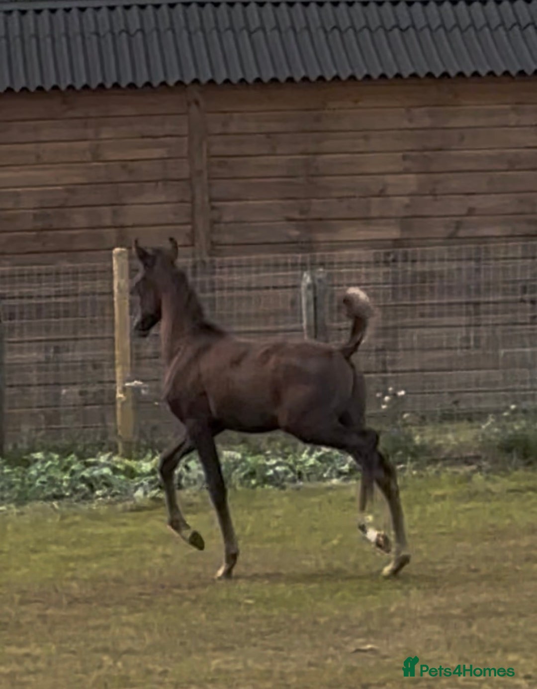 Arabian horse horses for sale: Arabian colt 5 months old  - Image 4
