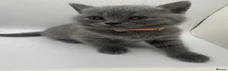 British Shorthair cats for sale: ❤️❤️❤️British shorthair kittens🐱🐱🐱 - Advert 8