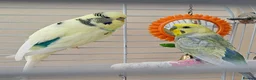 Budgerigars birds for sale: Colourful male and female budgies - Advert 1
