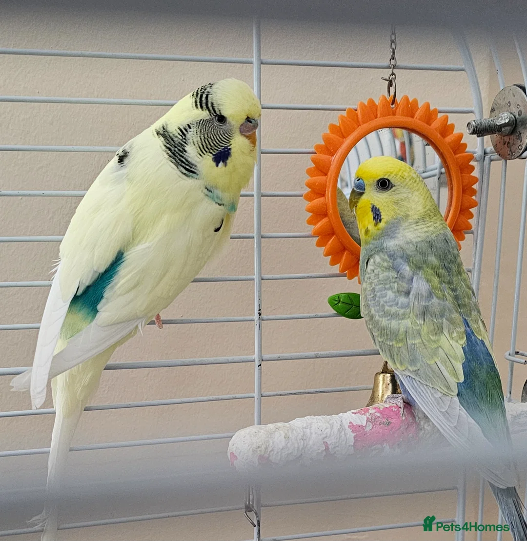 Budgerigars birds for sale: Colourful male and female budgies - Advert 1