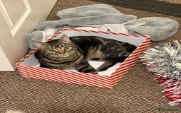 British Shorthair cats for sale: Loki is looking for a single pet forever home - Advert 2