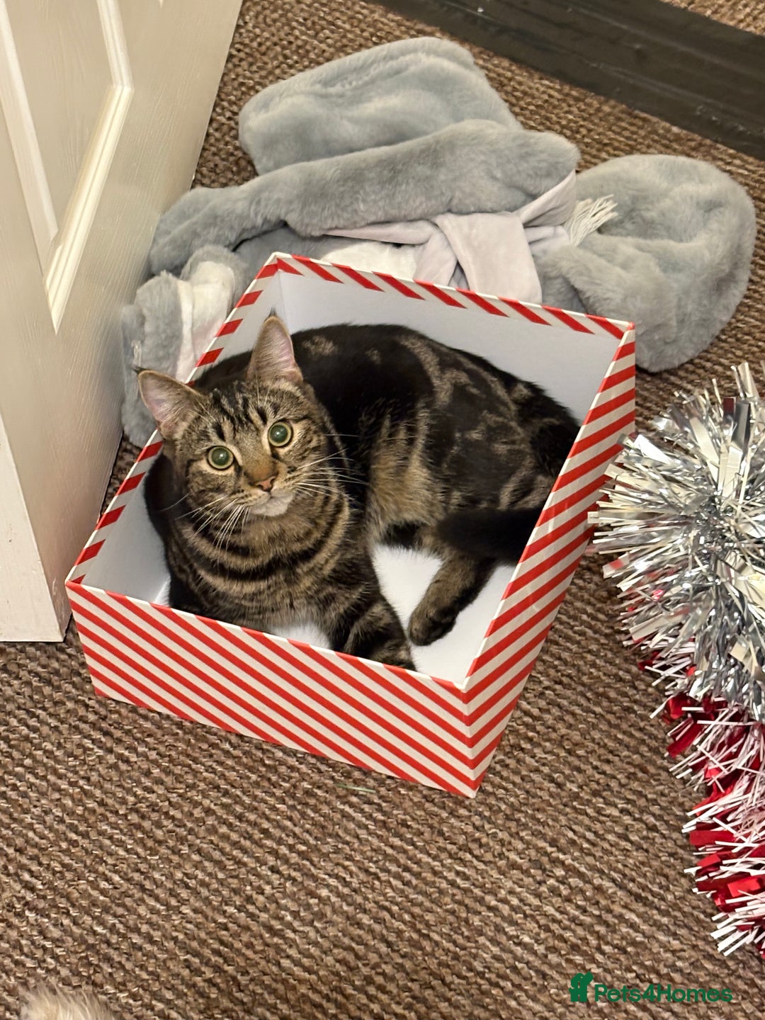 British Shorthair cats for sale: Loki is looking for a single pet forever home - Advert 2