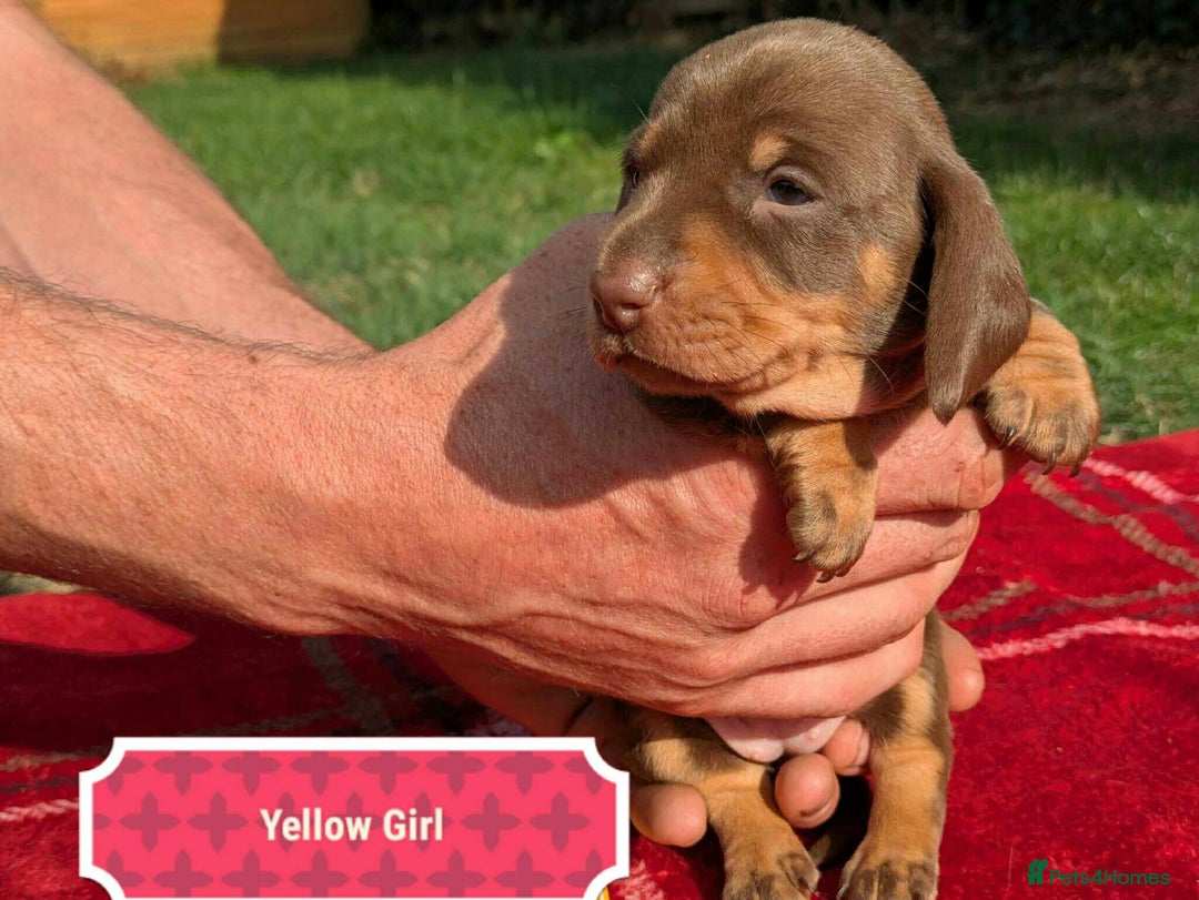 Miniature Dachshund dogs for sale: 5 beautiful chocolate and tan miniature dachshunds - Image 10