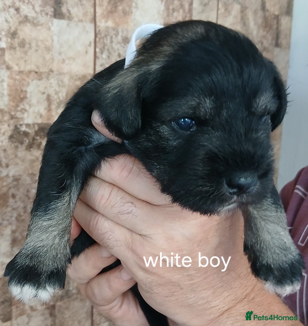 Miniature Schnauzer dogs for sale: Beautiful miniature shnauzers  - Image 14