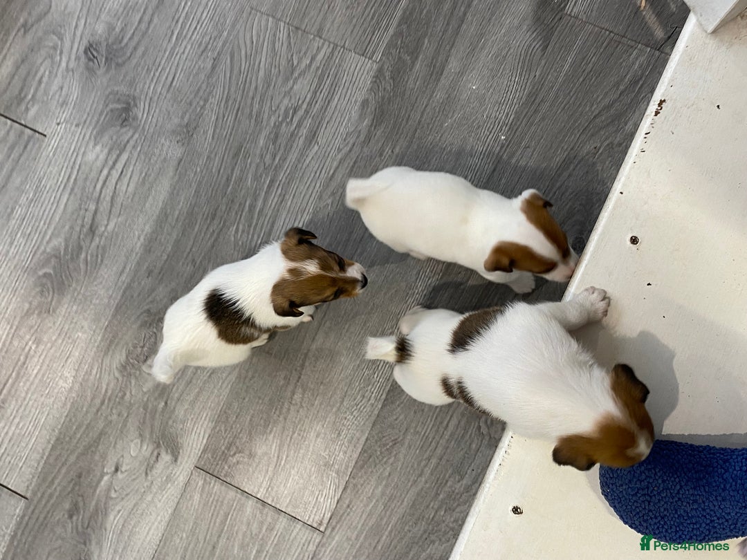Jack Russell dogs for sale: 3 gorgeous jack Russell boys  - Advert 7