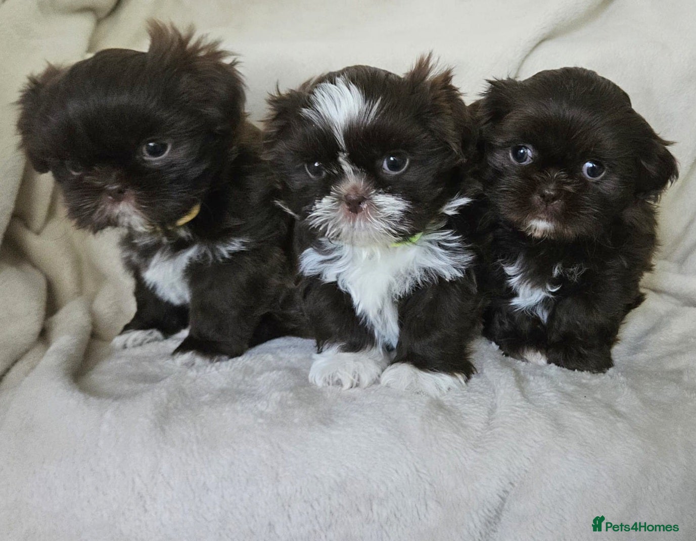 Shih Tzu dogs Chocolate imperial girls - Advert 1