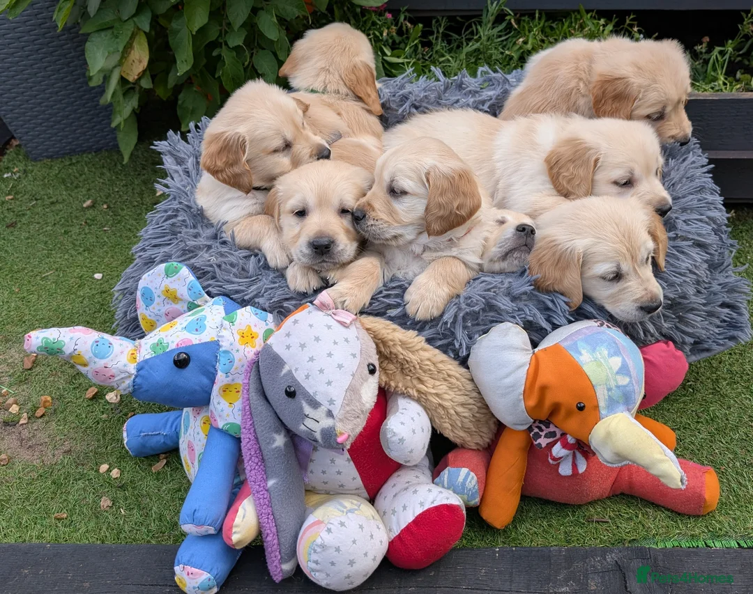 Golden Retriever dogs for stud: Catrigg macadamia (MAX) - Advert 25