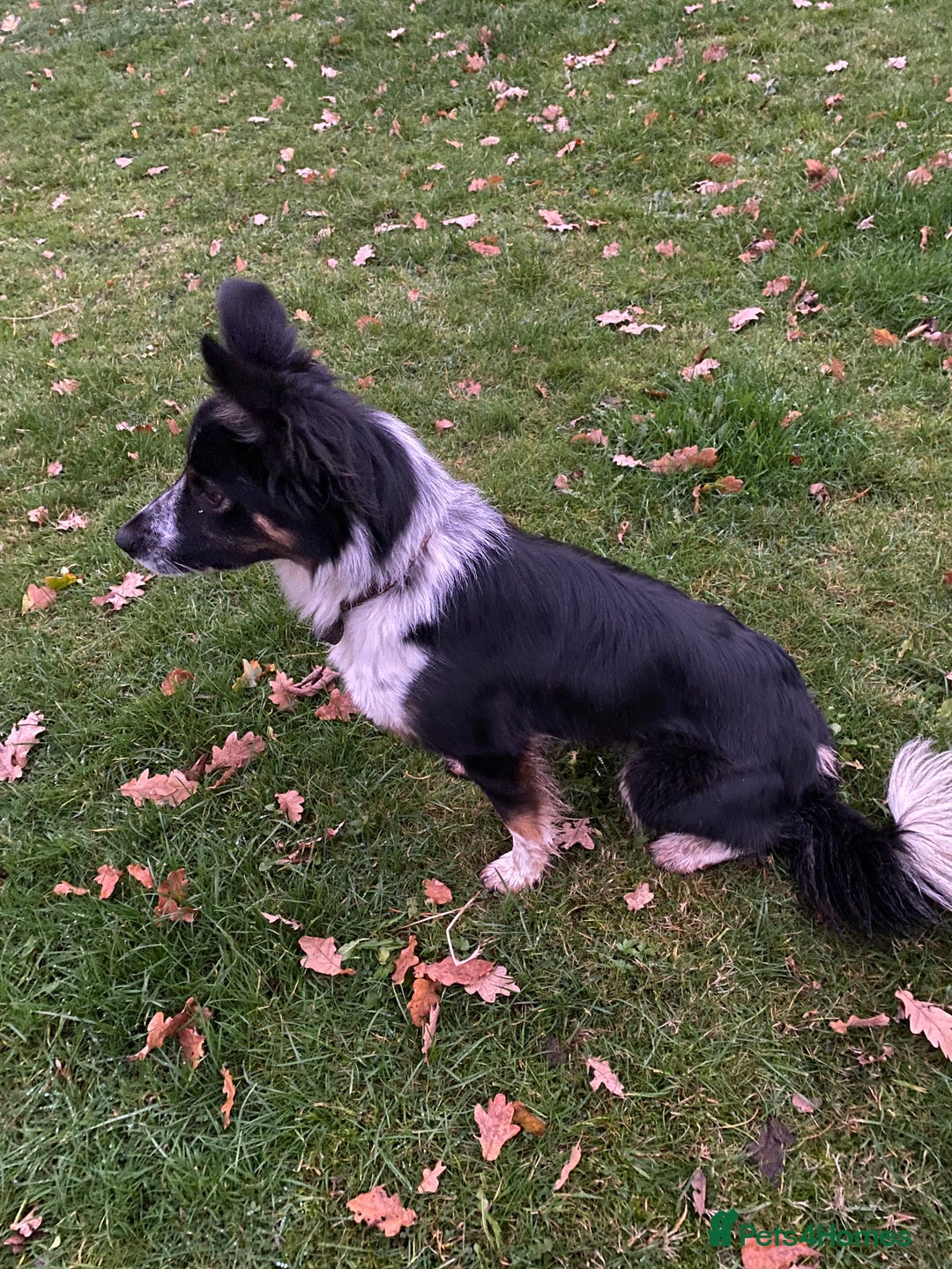 Border Collie dogs for sale: Border collie bitch  - Advert 2