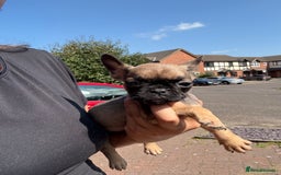 Frug dogs for sale: 3/4 Frenchie 1/4 pug puppies for sale  - Image 12