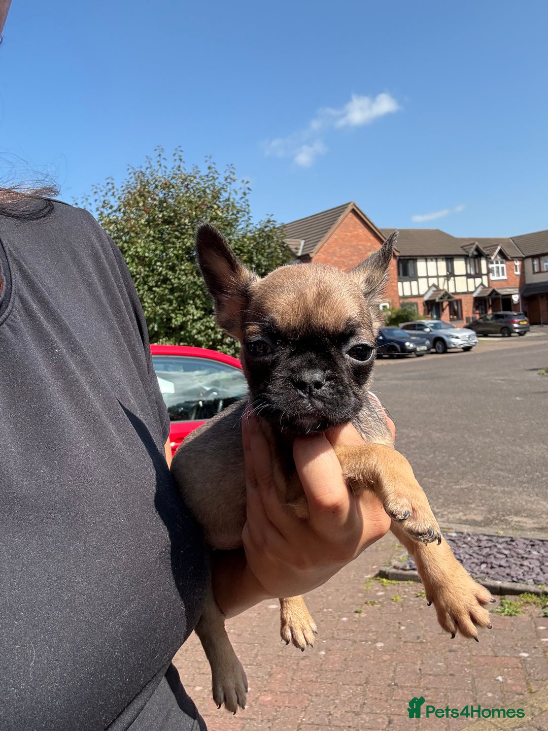 Frug dogs for sale: 3/4 Frenchie 1/4 pug puppies for sale  - Image 12