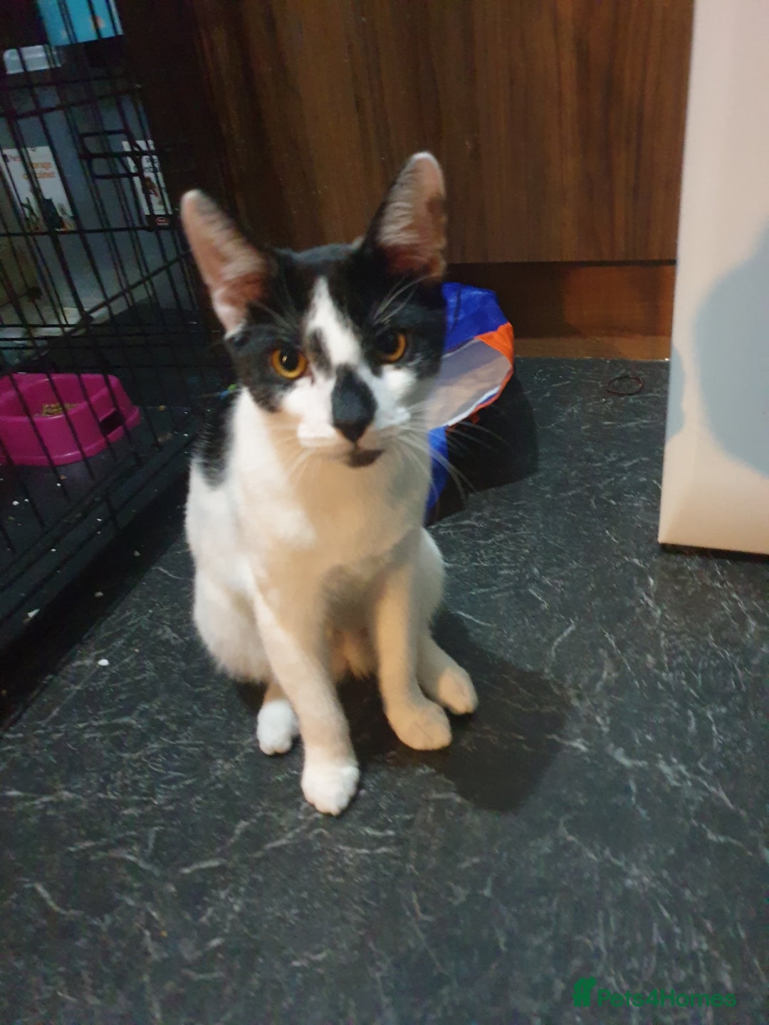 Domestic Shorthair cats for sale: Gorgeous boy looking for his forever family . - Advert 1