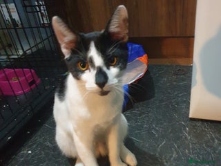 Domestic Shorthair cats Gorgeous boy looking for his forever family . - Advert 1