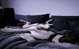Mixed Breed dogs for sale: Moose  - Image 1