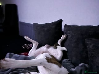 Mixed Breed dogs - Advert 28