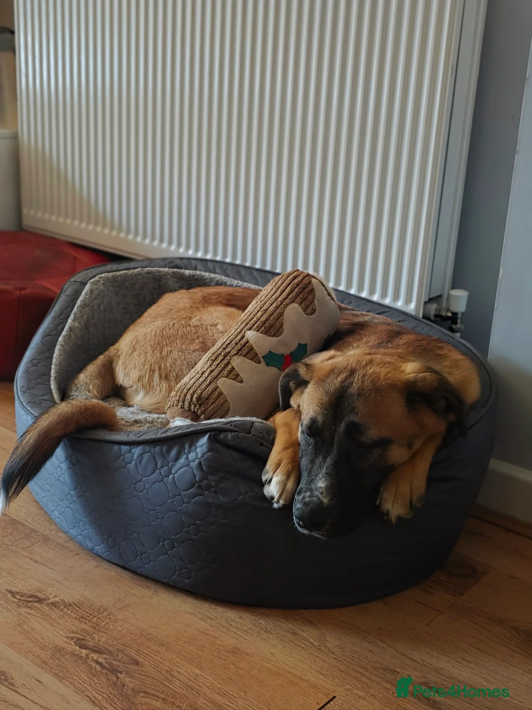 Mixed Breed dogs for sale: Sweetest companion ever! - Advert 1