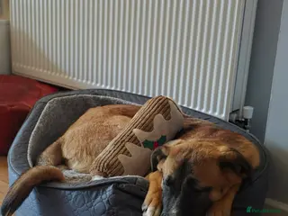 Mixed Breed dogs Sweetest companion ever! - Advert 1