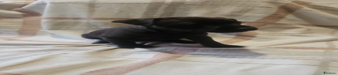 Maximus 