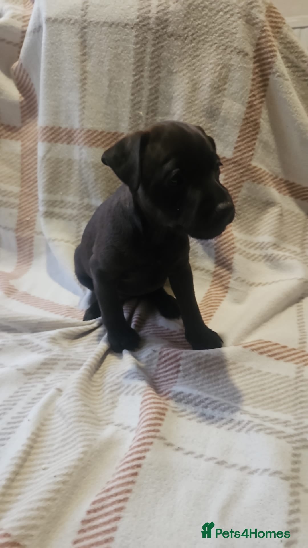 Mixed Breed dogs for sale: Patterdale/ fell terriers/ lakeland  - Image 5