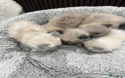 Ragdoll cats for sale: Stunning Ragdoll Kittens Ready soon - Image 8