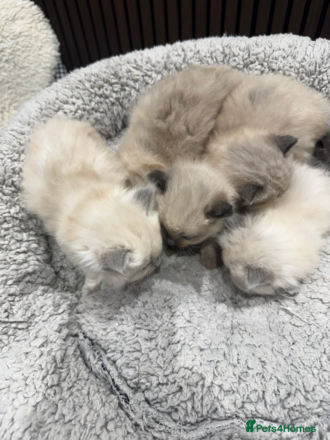 Ragdoll cats for sale: Stunning Ragdoll Kittens Ready soon - Image 8