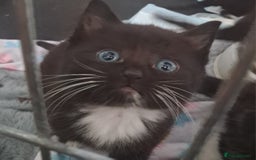 Mixed Breed cats for sale: Last female ready Wednesday - Image 22
