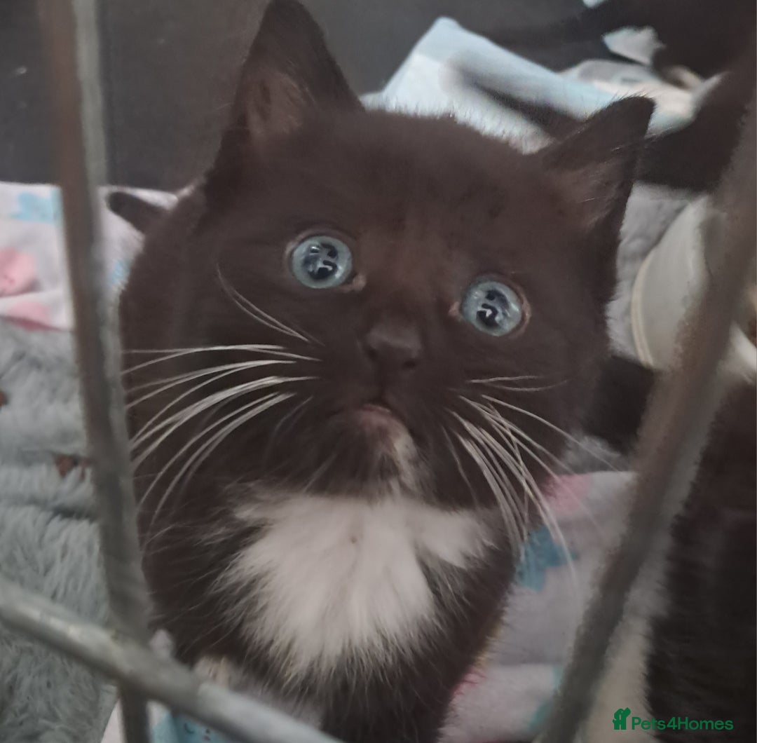 Mixed Breed cats for sale: Last female ready Wednesday - Image 22