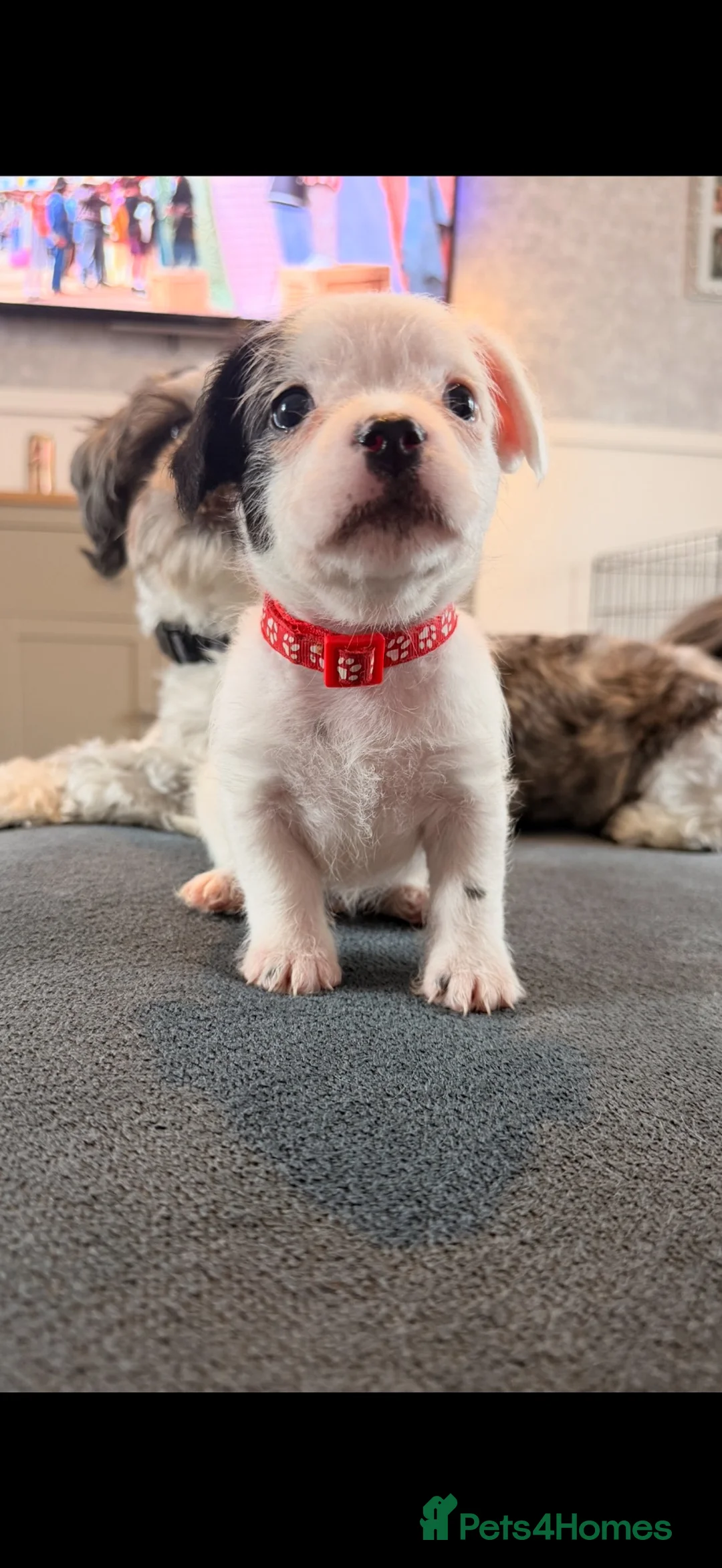 Mixed Breed dogs for sale: Shorkie pup for sale  in Cheltenham - Advert 4